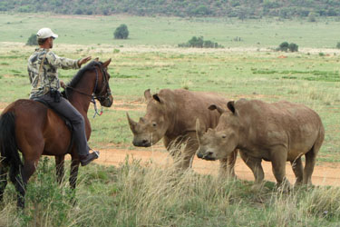 南アフリカ エンタベニ保護区ビッグ5サファリ