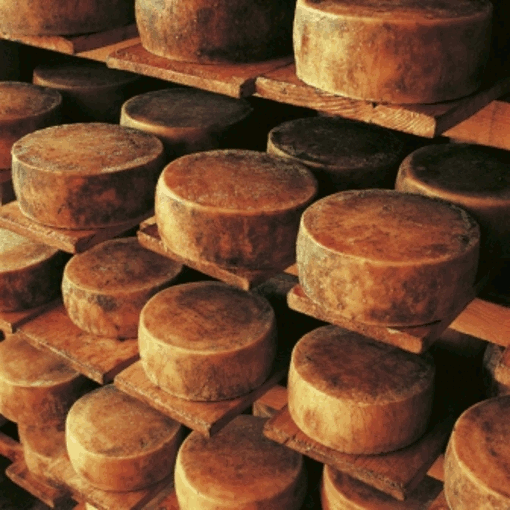 手作りチーズ