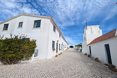 ポルトガル ワイン農場でドレッサージュレッスン2