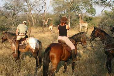 南アフリカ クルーガー国立公園 ビッグ5サファリ