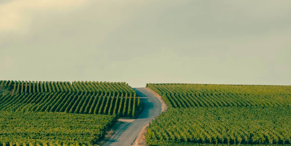 Grand Champagne Voyage with Moët Hennessy