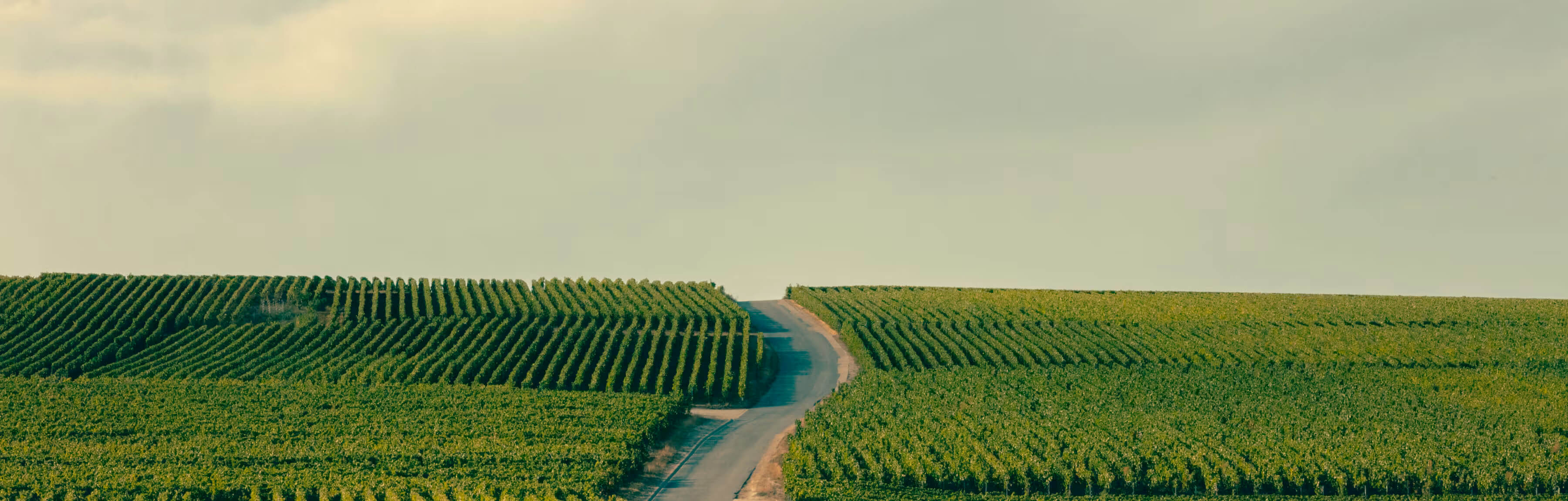 シャロン＝アン＝シャンパーニュ〜ジョルゴンヌ コクリコ