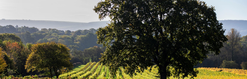 ナットボーン・ヴィンヤード