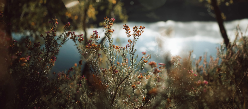 グランドツアーオブスコットランド ロイヤルスコッツマン